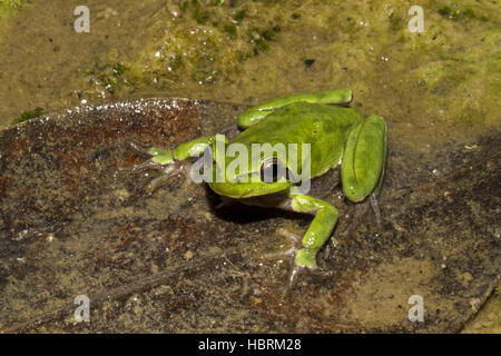 Tyrrhenische Laubfrosch Stockfoto