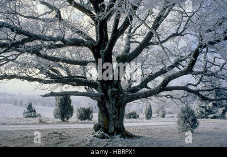 Raureifbedeckter Baum Stockfoto