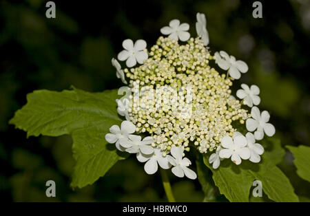 Guelder-Rose Viburnum opulus Stockfoto