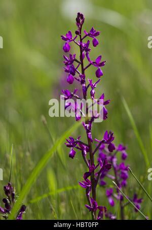 Blaue Metzger Orchidee in Beach, Bulgarien Stockfoto