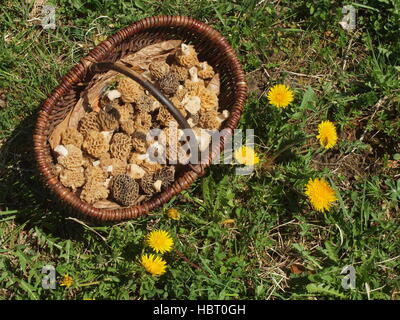 Pilz-Korb mit Morcheln Stockfoto