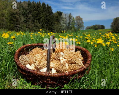 Korb mit Morcheln in Wiese im Allgäu Stockfoto