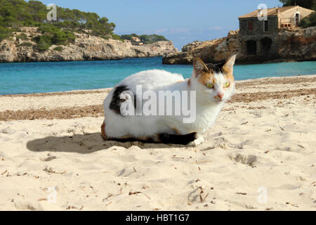 Hauskatze, Kattun, Tricolor, Torbie, liegt im Sand am Strand im Naturpark S' Amarador, Cala Mondrago, Stockfoto