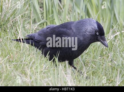 Westlichen Dohle Stockfoto