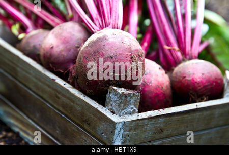 Bio rote Beete mit dem Boden in Holzkisten Stockfoto