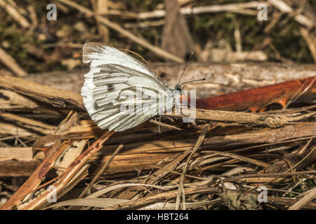 Grün-veined weiß (Pieris Napae) Stockfoto