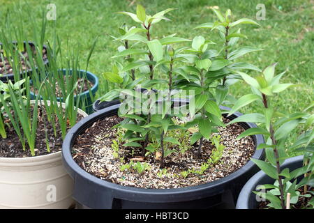 Anbau von Oriental Lilium oder Lilien im Topf Stockfoto