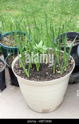 Wachsende Jonquils und Oriental Lilium oder Lilien im Topf Stockfoto