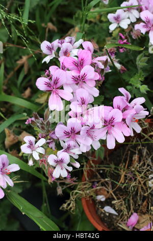 Nahaufnahme von Pelargonium Citrosum oder bekannt als Mosquito Repellant Pflanze oder Citronella Pflanze Stockfoto