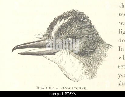 Diese Seite von "Was Mr. Darwin gesehen hat" veranschaulicht Charles Darwins Beobachtungen natürlicher Arten, einschließlich Pflanzen, Tieren, Ökosystemen und geologischen Formationen, Hervorhebung evolutionärer Studien und wissenschaftlicher Dokumentation von Darwins Reisen. Stockfoto