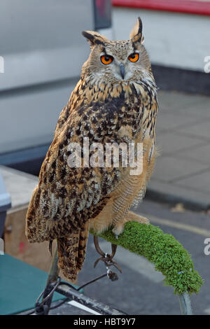 Porträt von einem eurasischen Uhu (Bubo Bubo) auf einem Hochsitz angebunden Stockfoto