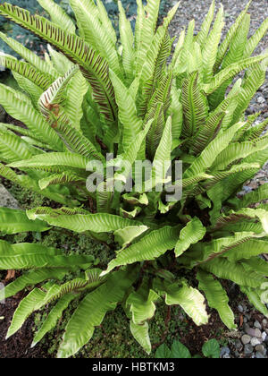 Der Hart-Zunge Farn (Asplenium Scolopendrium) Stockfoto