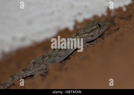 gemeinsame Wand gecko Stockfoto