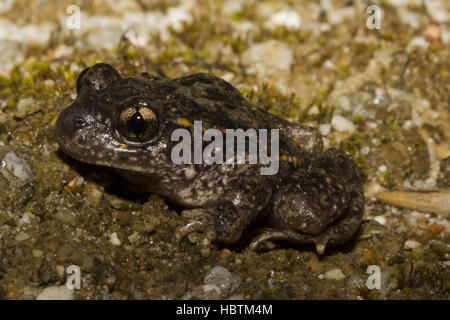 gemeinsamen Hebamme-Kröte Stockfoto