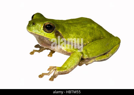 Tyrrhenische Laubfrosch Stockfoto