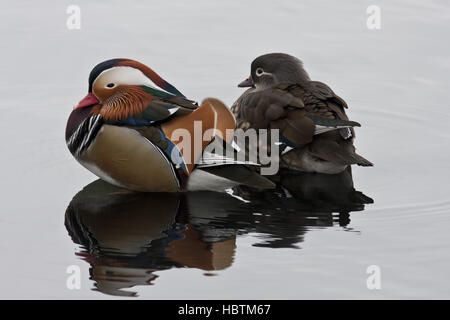 Mandarin Ente paar Stockfoto