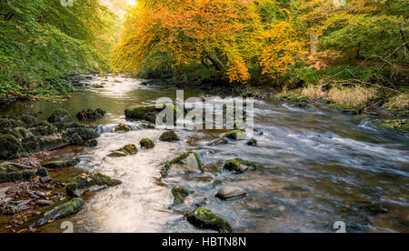 Der Fluß Barle läuft durch einen herbstlichen Wald in Exmoor National Park. Stockfoto