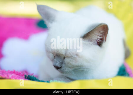 Balinesen-Katze schläft Stockfoto