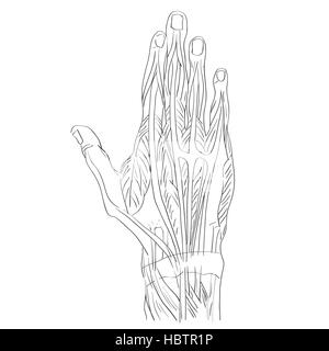 Hand-Rückenmuskulatur Stockfoto
