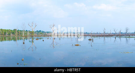 Reflexion der Bäume in Neak Pean See in der Nähe von Angkor Wat. Kambodscha Stockfoto