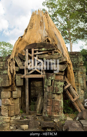 Baum Wurzeln Verkleidung Steinen im Tempel Preah Khan, Kambodscha. Stockfoto