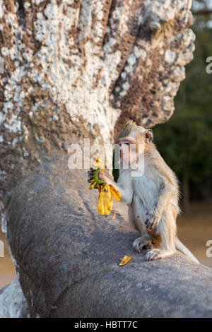 Makaken-Affen zu Fuß in den Ruinen von Angkor, Kambodscha Stockfoto