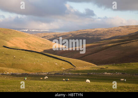 Das Cowside-Beck-Tal in den Yorkshire Dales Stockfoto