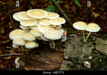 Pilz, Pilz Porzellan; schleimige Buche Kappen; Stockfoto