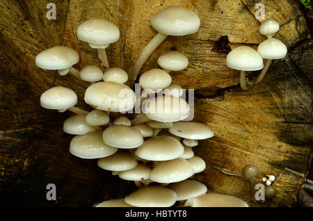 Pilz, Pilz Porzellan; schleimige Buche Kappen; Stockfoto