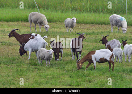 Weiße Befragten Heath und Boer Ziege Stockfoto