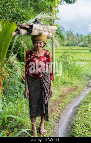 Indonesische Bäuerin Wandern durch die Reisfelder in Ubud, Bali Stockfoto