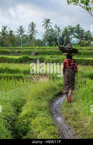 Indonesische Bäuerin Wandern durch die Reisfelder in Ubud, Bali Stockfoto