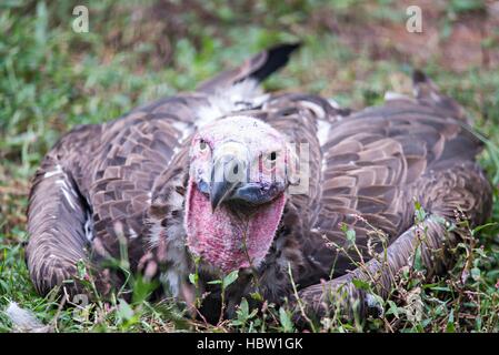 Geier in ein detailliertes Portrait in einem zoo Stockfoto