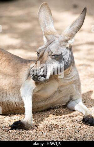 Känguru am Boden in der Sonne entspannen Stockfoto