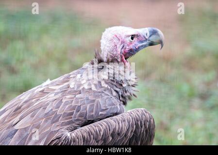 Geier in ein detailliertes Portrait in einem zoo Stockfoto