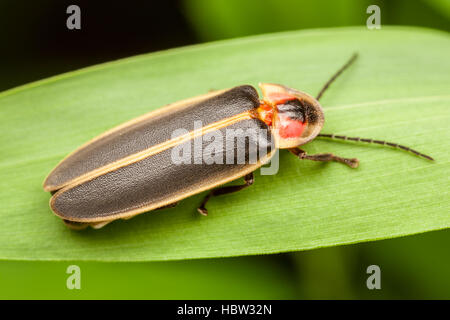 Eine männliche Big Dipper Firefly (Photinus Pyralis) hockt auf einem Blatt. Stockfoto