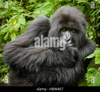Berg-Gorilla (Gorilla Beringei Beringei) weiblich, starrte Stockfoto