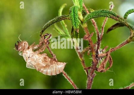 Zikade, cicada Orni, exuvium, exuvia, leere nymphal Haut, Benalmadena, Provinz Malaga, Andalusien, Spanien Stockfoto