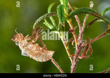 Zikade, Cicada Orni, Exuvium, Exuvia, leere Nymphal Haut, Benalmadena, Provinz Malaga, Andalusien, Spanien Stockfoto