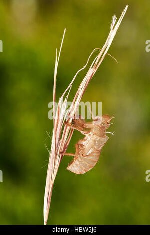 Zikade, Cicada Orni, Exuvium, Exuvia, leere Nymphal Haut, Benalmadena, Provinz Malaga, Andalusien, Spanien Stockfoto