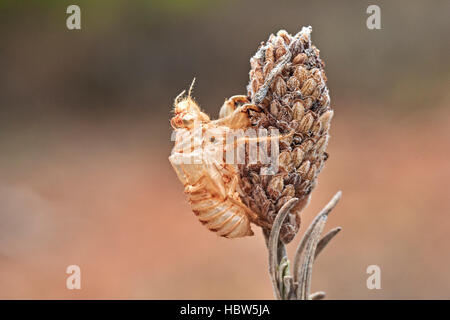 Zikade, Cicada Orni, Exuvium, Exuvia, leere Nymphal Haut, Benalmadena, Provinz Malaga, Andalusien, Spanien Stockfoto