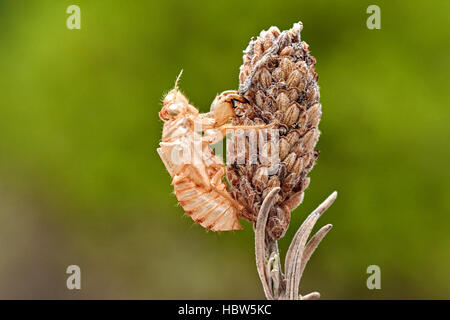 Zikade, cicada Orni, exuvium, exuvia, leere nymphal Haut, Benalmadena, Provinz Malaga, Andalusien, Spanien Stockfoto