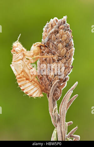 Zikade, cicada Orni, exuvium, exuvia, leere nymphal Haut, Benalmadena, Provinz Malaga, Andalusien, Spanien Stockfoto