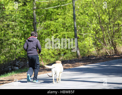 zu Fuß auf der Straße in den Wald mit seinem Hund Labrador Retriever junge Stockfoto