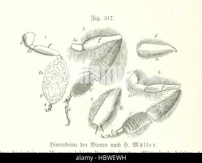 Unser Wissen von der Erde. Allgemeine Erdkunde Und Länderkunde, Herausgegeben Unter Fachmännischer Mitwirkung von A. Kirchhoff Bild entnommen Seite 826 von ' Unser Wissen von der Stockfoto