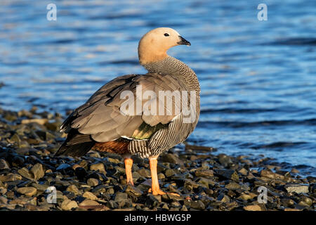 unter der Leitung von wildfarben Gans (Chloephaga Rubidiceps) Altvogel stehend in der Nähe von Wasser am Ufer, Falkland-Inseln Stockfoto