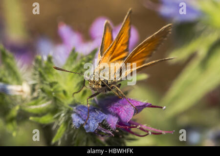 Großen Skipper (Ochlodes Sylvanus) Stockfoto