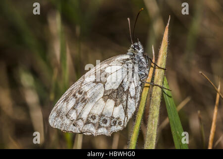 Westlichen Schachbrettfalter (Melanargia Galathea) Stockfoto