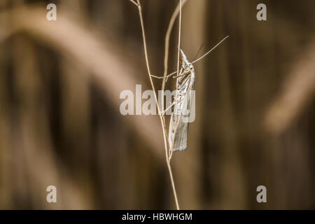 Satin Rasen Furnier (Crambus Perlella) Stockfoto