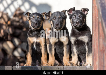 Drei belgischen Schäferhund Welpen closeup Stockfoto